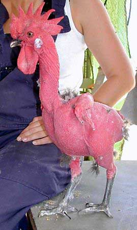 chicken.jpg