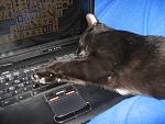 Toby Sleeping on the Laptop